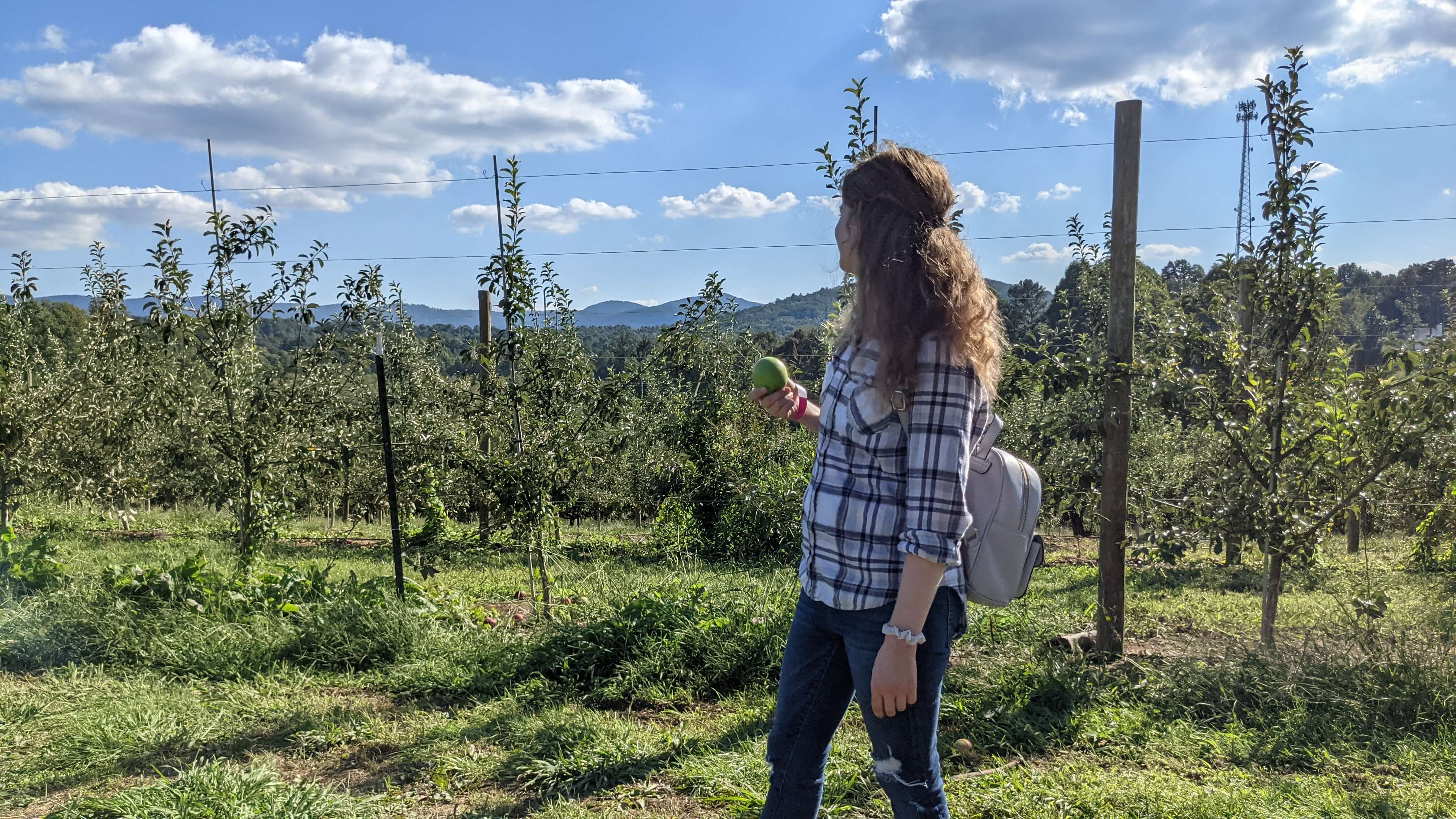 Apple orchard in the mountains
