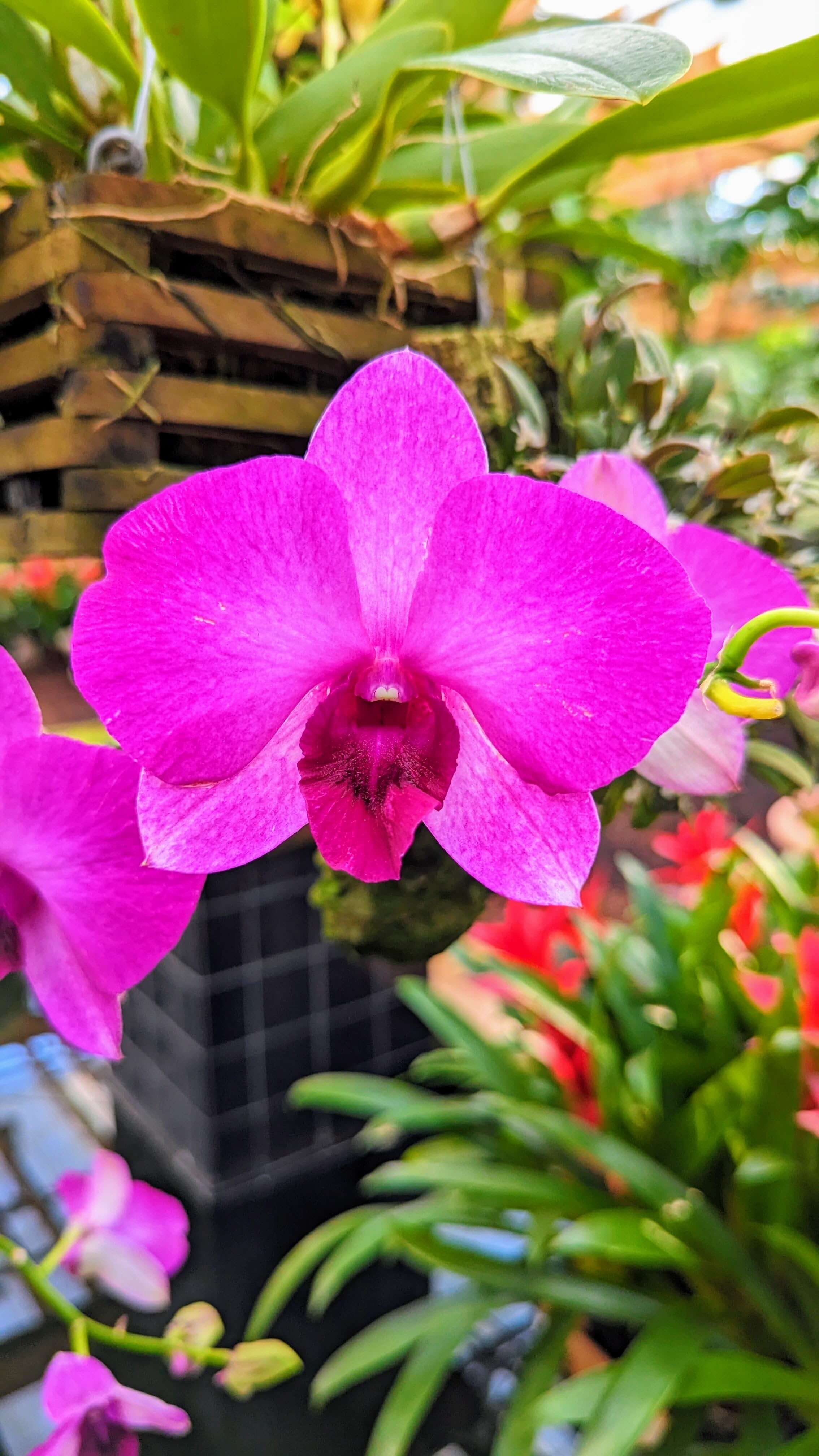 Pink orchid in bloom